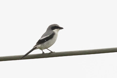Lanius ludovicianus