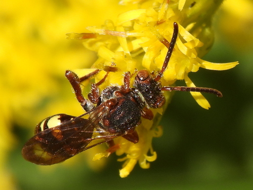 Banks' Nomad Bee