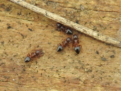 Crematogaster ashmeadi