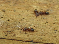 Crematogaster ashmeadi