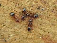 Crematogaster ashmeadi