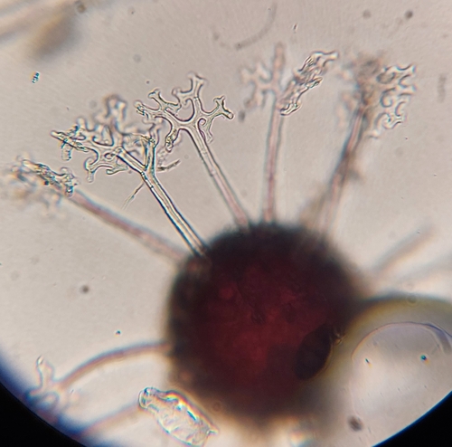 Erysiphe alphitoides