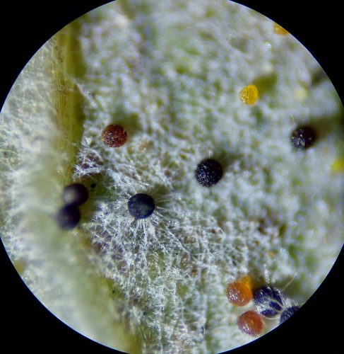 Erysiphe alphitoides