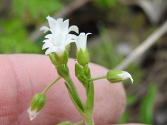 Cerastium brachypodum