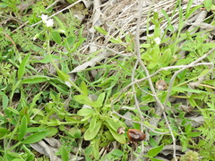 Cerastium brachypodum