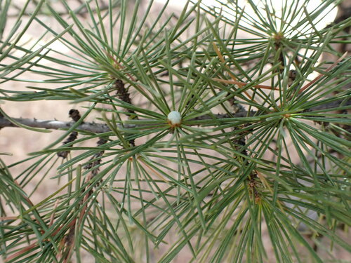Image of Cedrus deodara by (c) W Rao, some rights reserved (CC BY)