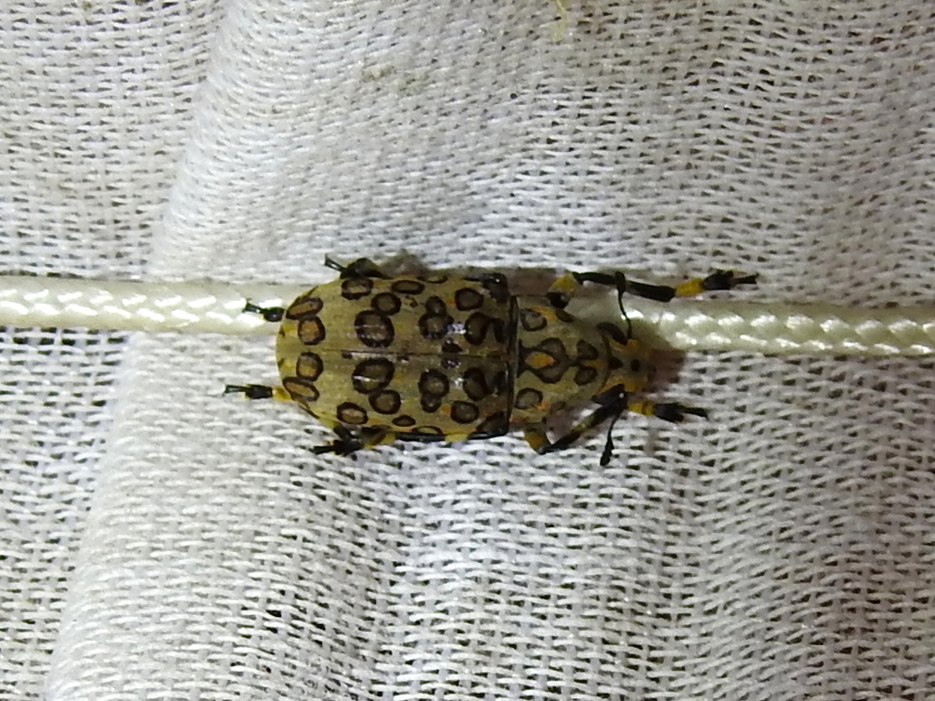 Euparius tigris