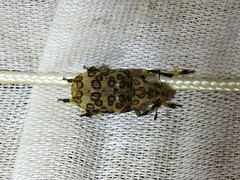 Euparius tigris