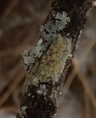 Lecanora symmicta