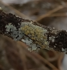 Lecanora symmicta