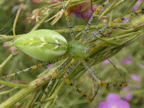 Green lynx spider