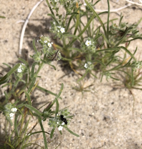 Johnstonella angustifolia, photograph 4