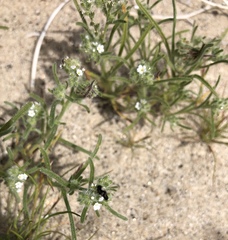 Johnstonella angustifolia, photograph Rachel Allingham, CC BY, iNaturalist via GBIF