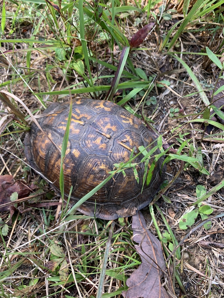 Eastern Box Turtle In October 2023 By Landsat63 INaturalist   Large 