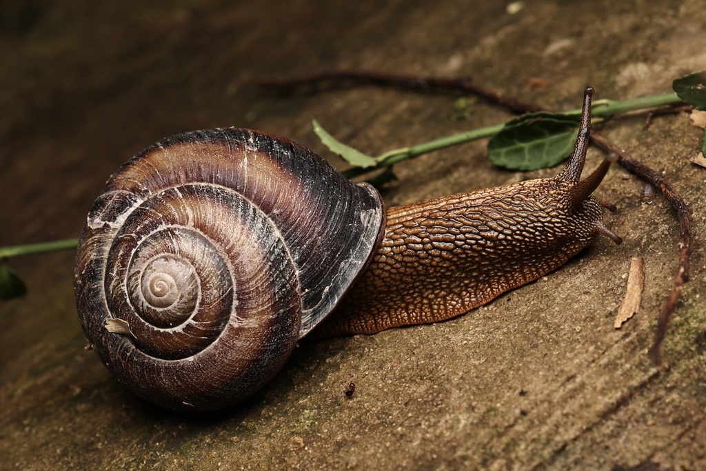 Nesiohelix cecillei