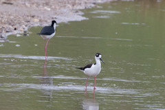 Himantopus mexicanus