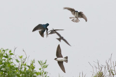 Tachycineta bicolor