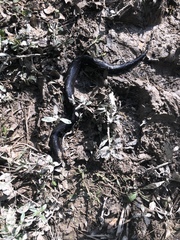 Amphiuma tridactylum