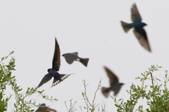 Hirundo rustica