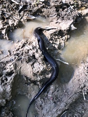 Amphiuma tridactylum