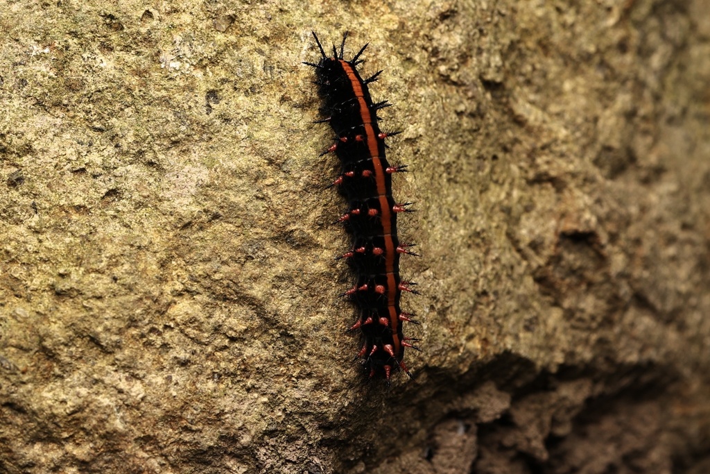 Frylesillo Insect Tropical Fritillary from 九峰山旅游区, 宁波市, 浙江省, CN on October 8, 2023 at 09: ...