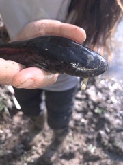 Amphiuma tridactylum