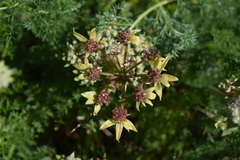 Lomatium dasycarpum