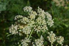 Lomatium dasycarpum