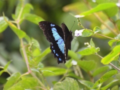 Papilio thuraui