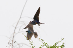 Hirundo rustica