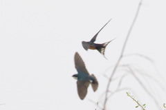Hirundo rustica
