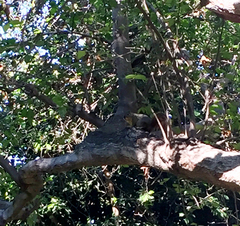 Sciurus niger