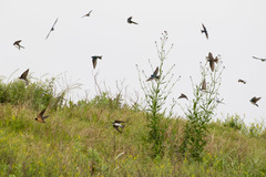 Hirundo rustica