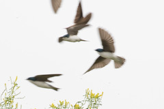 Tachycineta bicolor