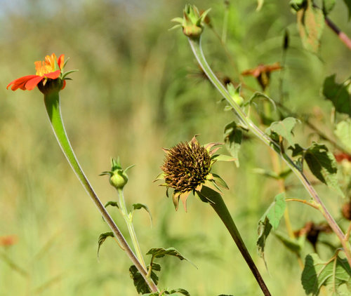 Red Sunflower