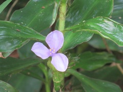 Coleotrype natalensis