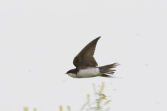 Tachycineta bicolor