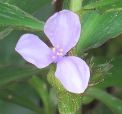 Coleotrype natalensis