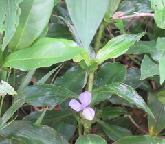 Coleotrype natalensis