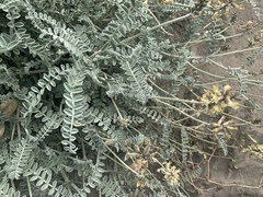 Astragalus anemophilus