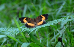 Junonia elgiva