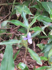 Coleotrype natalensis