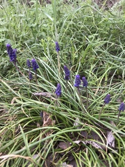 Muscari