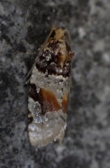 Argyrotaenia kimballi
