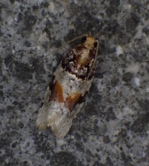 Argyrotaenia kimballi