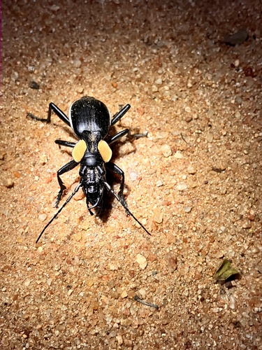 Common Oogpister photo 2