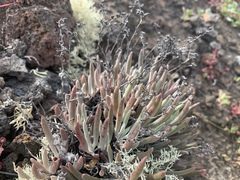 Dudleya attenuata