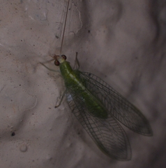 Chrysopodes collaris