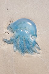 Dactyliophorae
