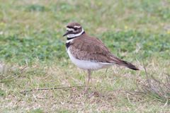Charadrius vociferus
